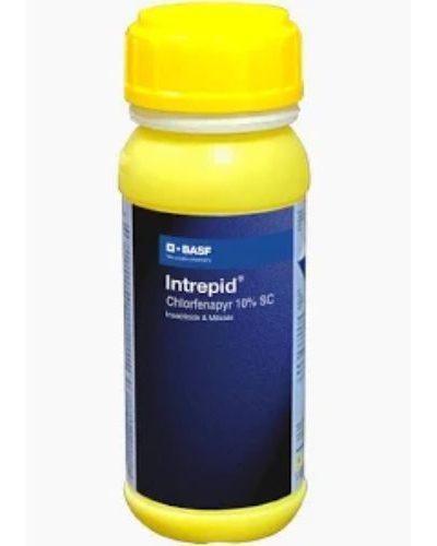 Intrepid 300ml